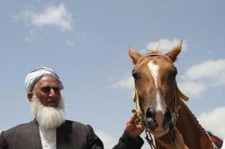 img51755c7706bdf - صدور اسب ترکمن از گمرک خراسان شمالی