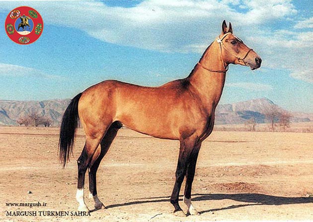 تکه011 - تاریخچه اسب ترکمن (2)