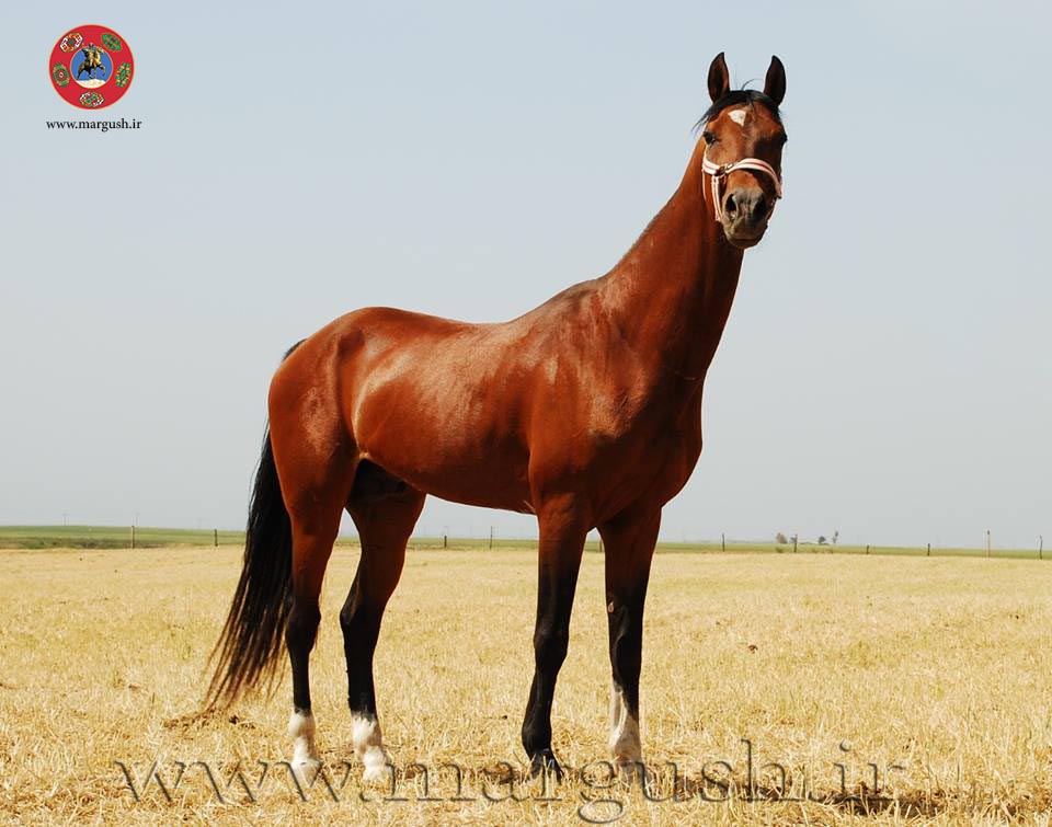 At01 - تاریخچه اسب ترکمن (2)